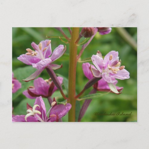 Fireweed Variegated Blossoms Unalaska Island Postcard