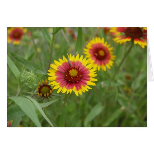 Firewheel Cards (Front Horizontal)
