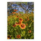 Firewheels Gaillardia pulchella) wildflowers (Front)