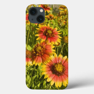 Firewheels Gaillardia pulchella) wildflowers iPhone 13 Case