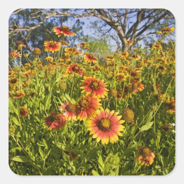 Firewheels Gaillardia pulchella) wildflowers Square Sticker (Front)