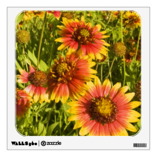 Firewheels Gaillardia pulchella) wildflowers Wall Decal