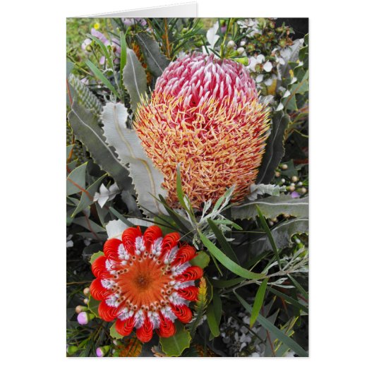 Firewood and Scarlet Banksia (Front)