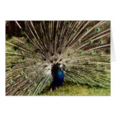 Fireworks (Front Horizontal)