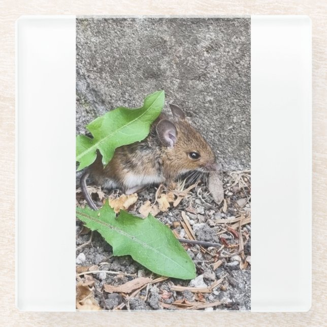 Firld mouse cosster glass coaster (Front)