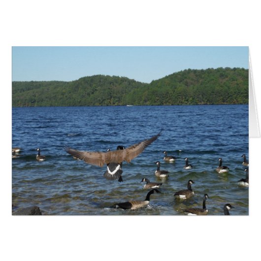 First goose to fly, geese on Lake Arrowhead (Front Horizontal)