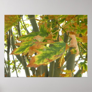 First Hint Of Fall Autumn Tree Leaves Photograph Poster