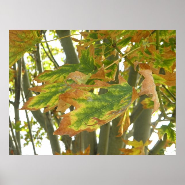 First Hint Of Fall Autumn Tree Leaves Photograph Poster (Front)