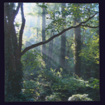 First Light Napkins