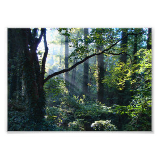 First Light Photo Print