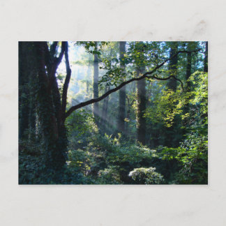 First Light Postcard