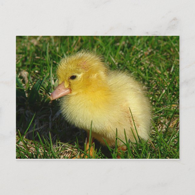 First Scovie of the Season Postcard (Front)