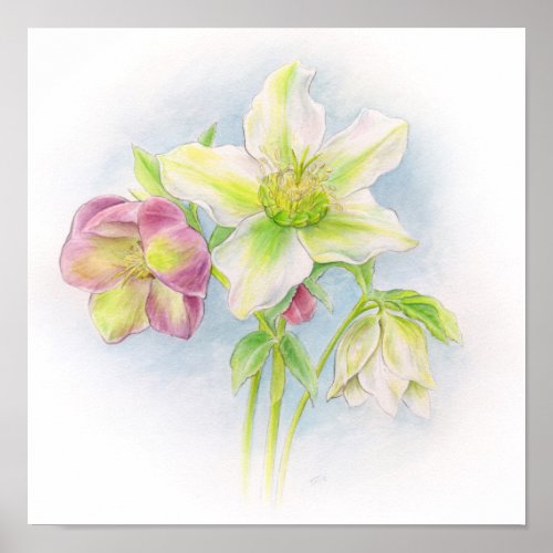 First sign of Spring hellebores watercolor art