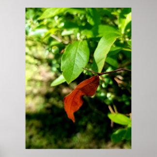 First Signs of Fall Poster Print