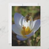 First Signs of Spring (Front)