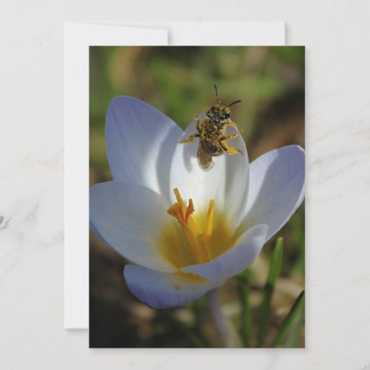 First Signs of Spring (Front)