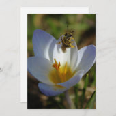 First Signs of Spring (Front/Back)