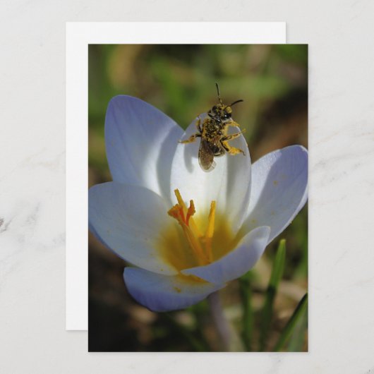 First Signs of Spring (Front/Back)