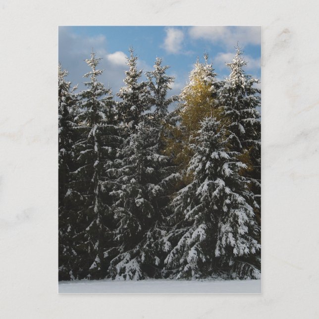 First Snow 2009 Postcard (Front)
