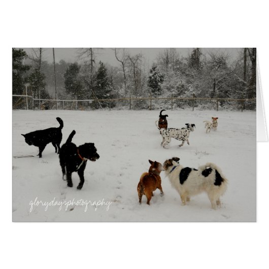 first snow dogs (Front Horizontal)