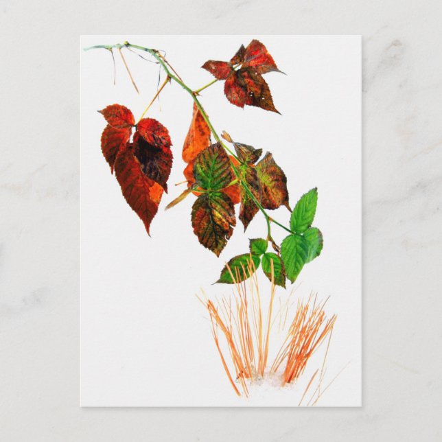 First Snow Postcard (Front)