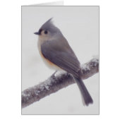 First Snow - Tufted Titmouse Bird (Front)