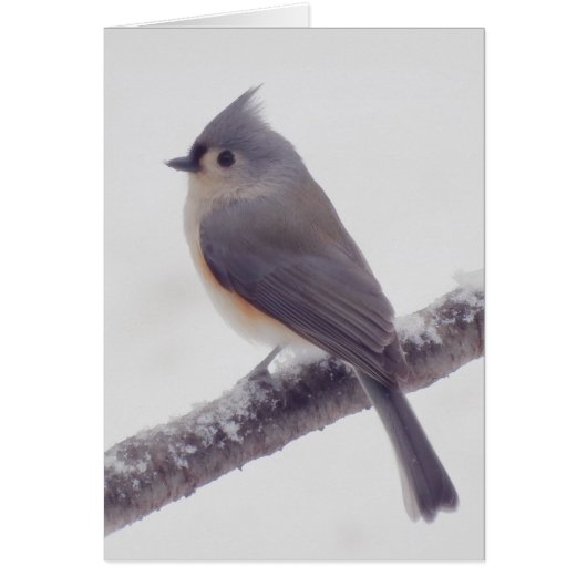 First Snow - Tufted Titmouse Bird Cards (Front)