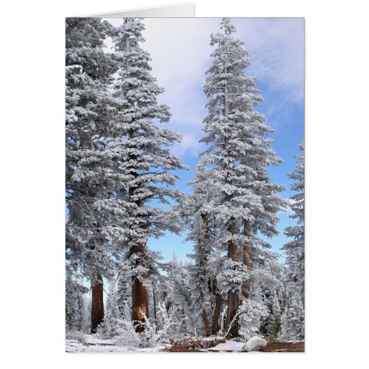 First Snowfall Cards (Front)