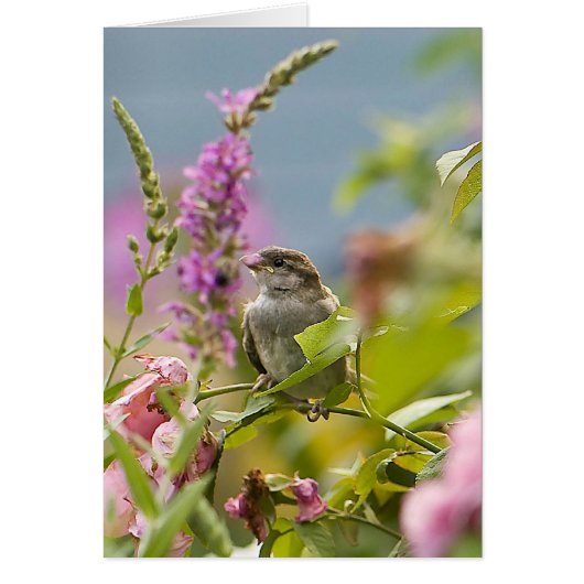 First Spring Cards (Front)