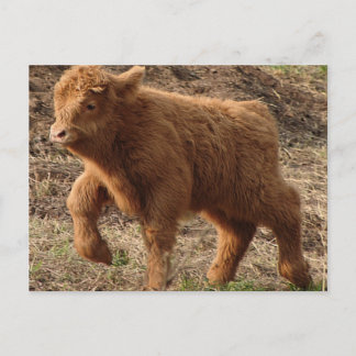 first steps postcard