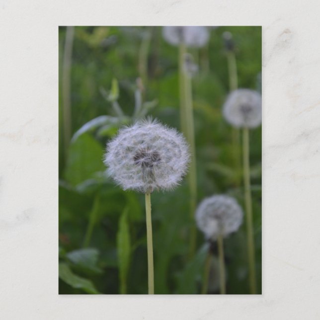 First Wish Postcard (Front)