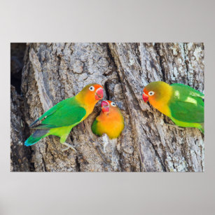 Love Bird Wearing a Shirt Posters, Art Prints by - Interior Wall Decor  #1724367