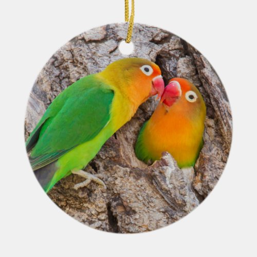 Fischers Lovebirds kissing Africa Ceramic Ornament