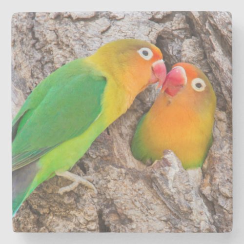 Fischers Lovebirds kissing Africa Stone Coaster