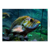 Fish (Front Horizontal)