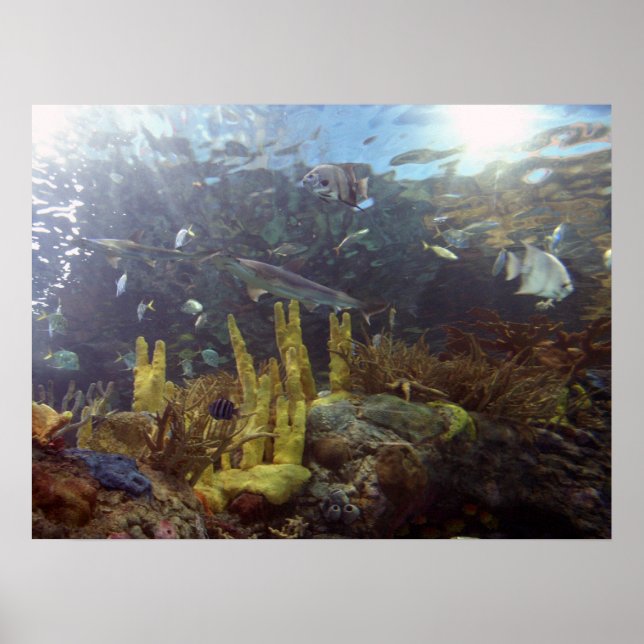 Fish2 Poster (Front)