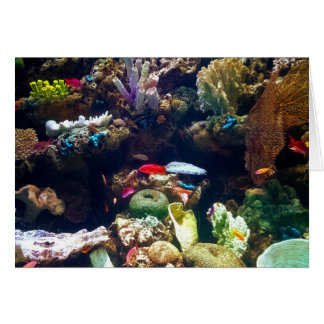 Fish and Coral Cards
