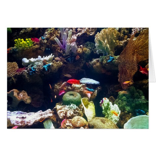 Fish and Coral Cards (Front Horizontal)
