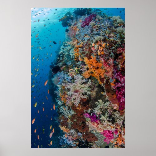 Fish and Coral Reef Scenic Poster