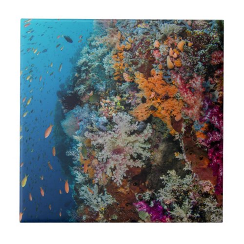 Fish and Coral Reef Scenic Tile