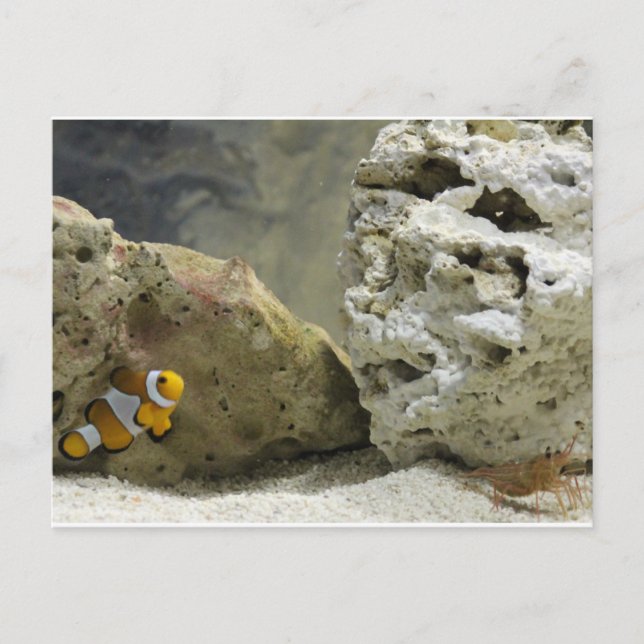 Fish and Prawn postcard (Front)