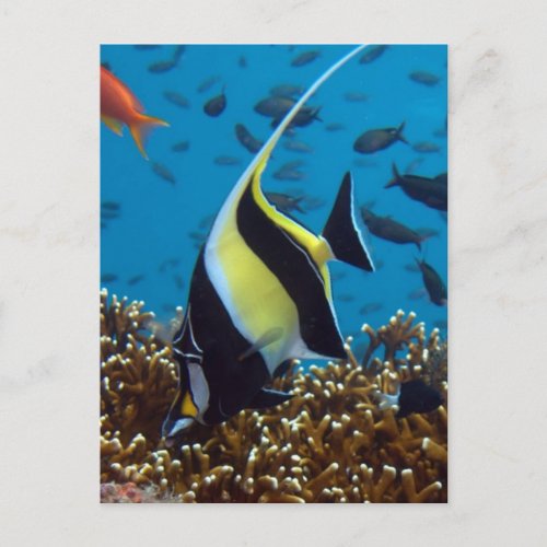 Fish Aquatic animals Postcard