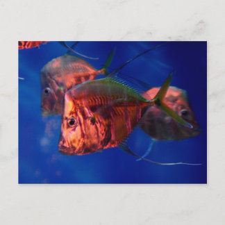 Fish Bathing in Neon Postcard