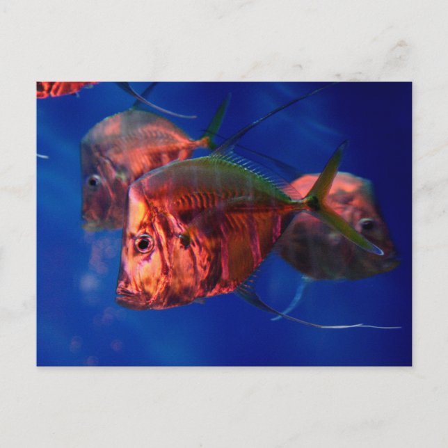 Fish Bathing in Neon Postcard (Front)