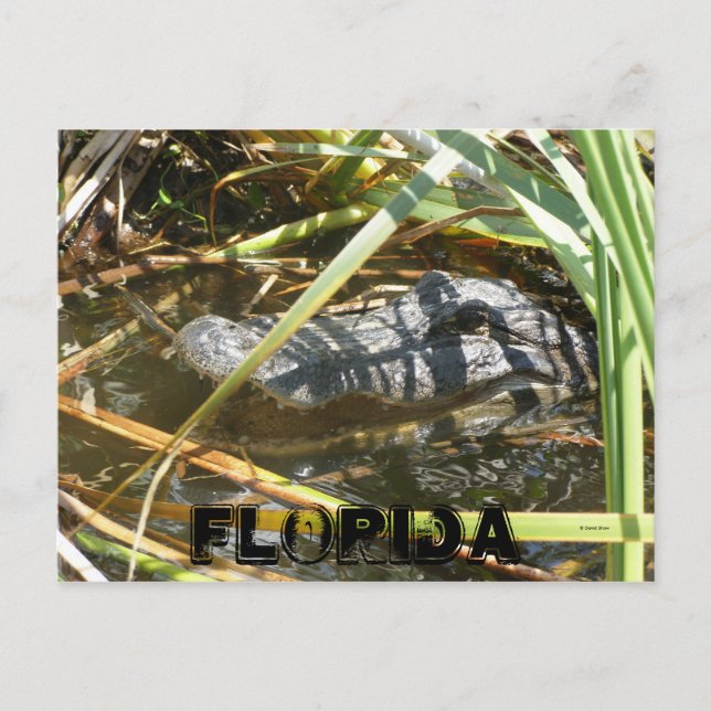 Fish Camp, Florida Postcard (Front)