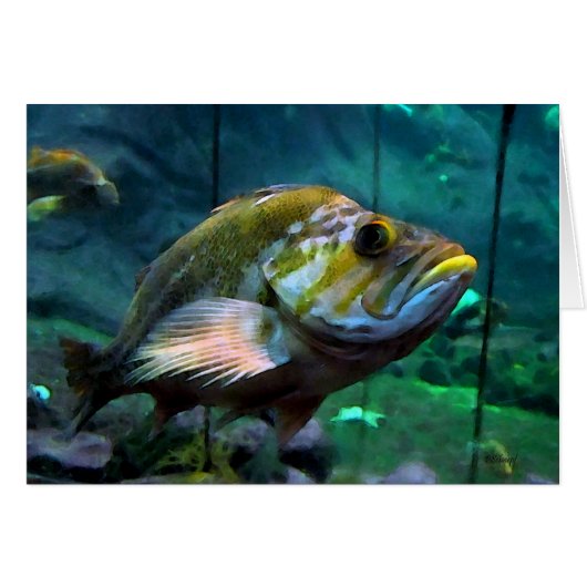 Fish Cards (Front Horizontal)