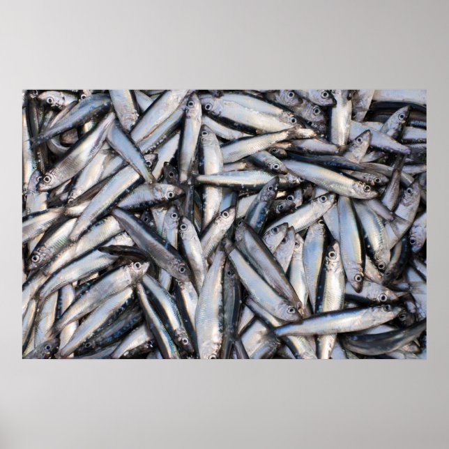 Fish catch poster (Front)