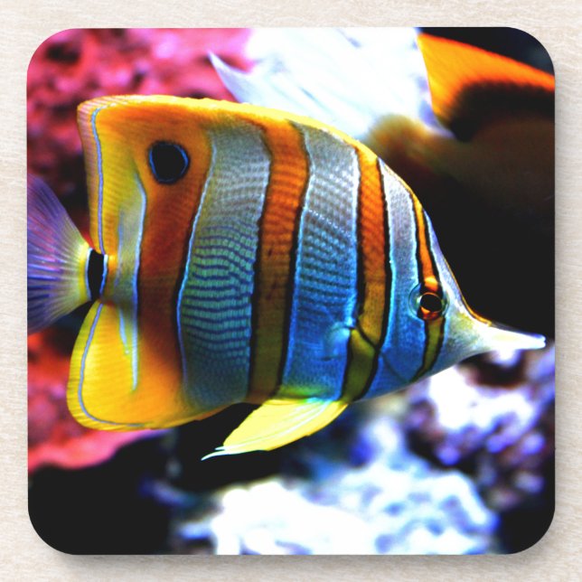 Fish Coaster (Front)