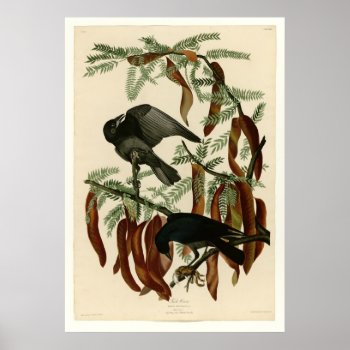 Fish Crow Poster by birdpictures at Zazzle