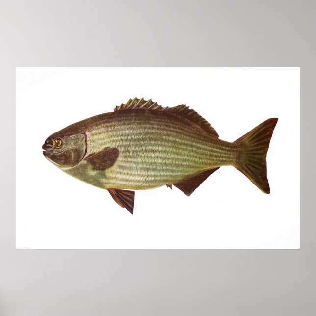 Fish - Drummer - Kyphosus sydneyanus Poster (Front)